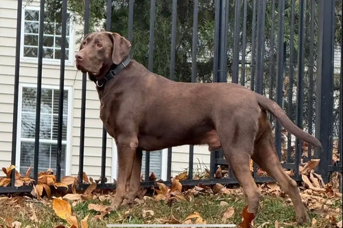 Brown Dog