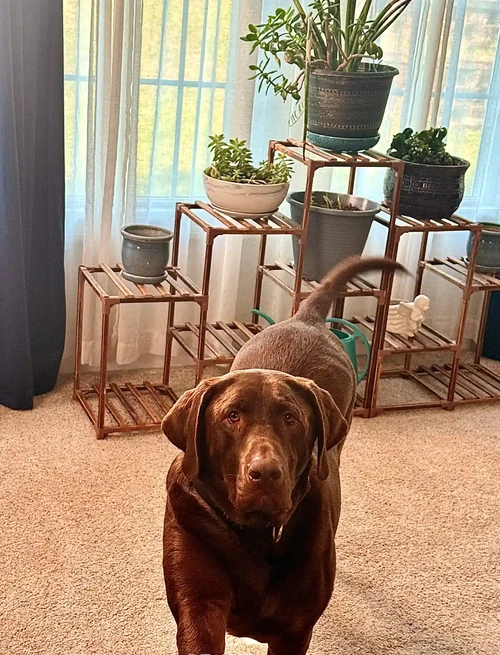 drown dog with plants behind him