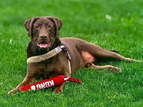 Brown Dog laying in grass 