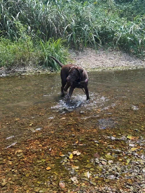 Dog in a creek